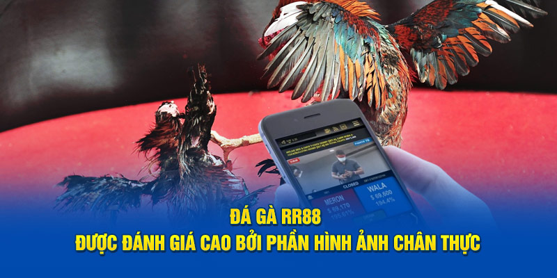 Đá gà RR88 được đánh giá cao bởi phần hình ảnh chân thực