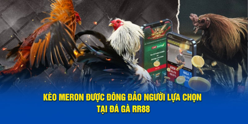 Kèo Meron được đông đảo người lựa chọn tại đá gà RR88