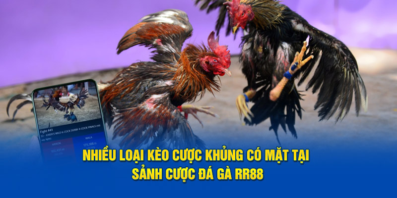 Nhiều loại kèo cược khủng có mặt tại sảnh cược đá gà RR88