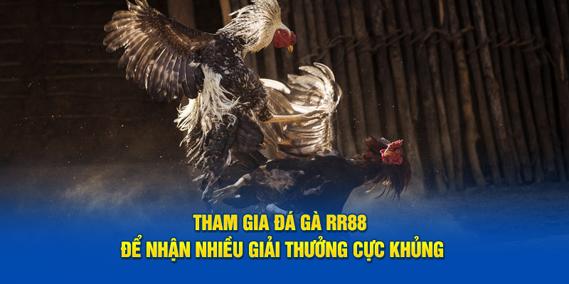 Tham gia đá gà RR88 để nhận nhiều giải thưởng cực khủng